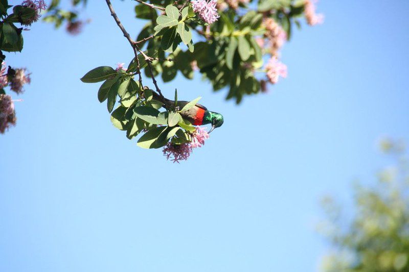 Rugare Sweet Dreams Holiday Cottage Currys Post Kwazulu Natal South Africa Colorful, Parrot, Bird, Animal, Plant, Nature