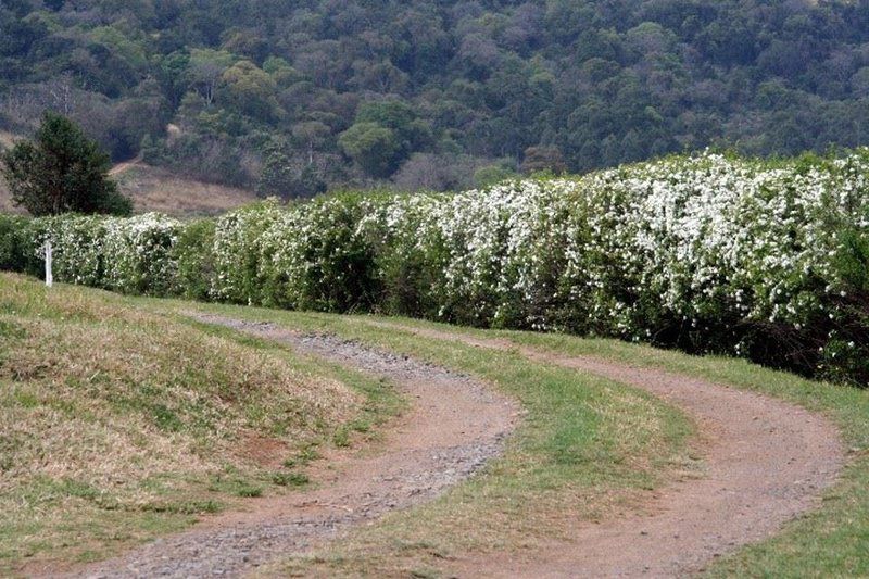 Rugare Sweet Dreams Holiday Cottage Currys Post Kwazulu Natal South Africa Blossom, Plant, Nature, Field, Agriculture, Tree, Wood