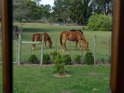 Ruiterbosch Lodge And Wedding Chapel Ruiterbos Western Cape South Africa Horse, Mammal, Animal, Herbivore