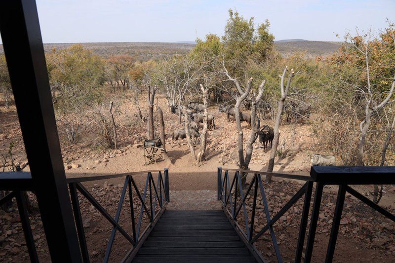 Rustgevonden Leeupoort Vakansiedorp Limpopo Province South Africa Cactus, Plant, Nature, Desert, Sand