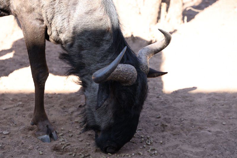 Rustgevonden Leeupoort Vakansiedorp Limpopo Province South Africa Animal