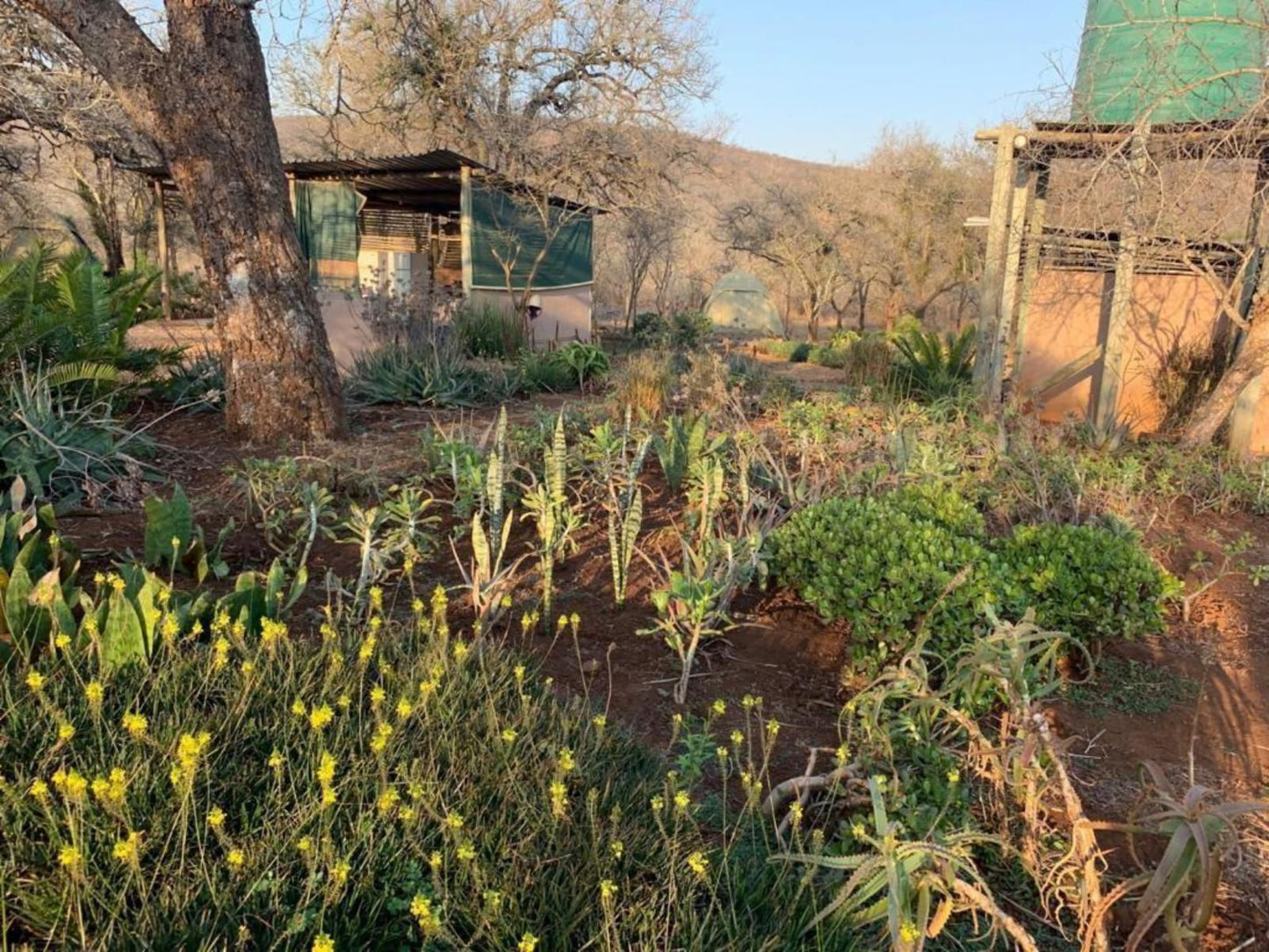 Rustic Bush Camp Self Catering Pongola Kwazulu Natal South Africa Cactus, Plant, Nature, Garden