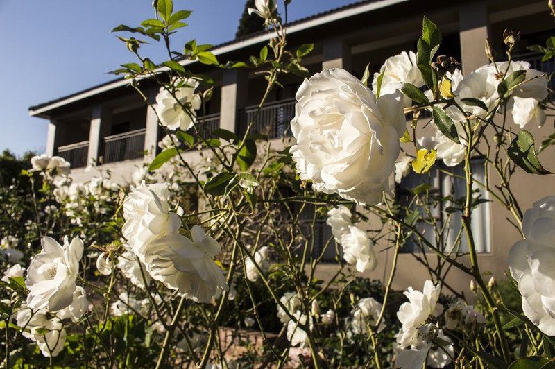 Ruth Avenue Guest House Edenvale Johannesburg Gauteng South Africa Blossom, Plant, Nature, Flower, House, Building, Architecture, Rose