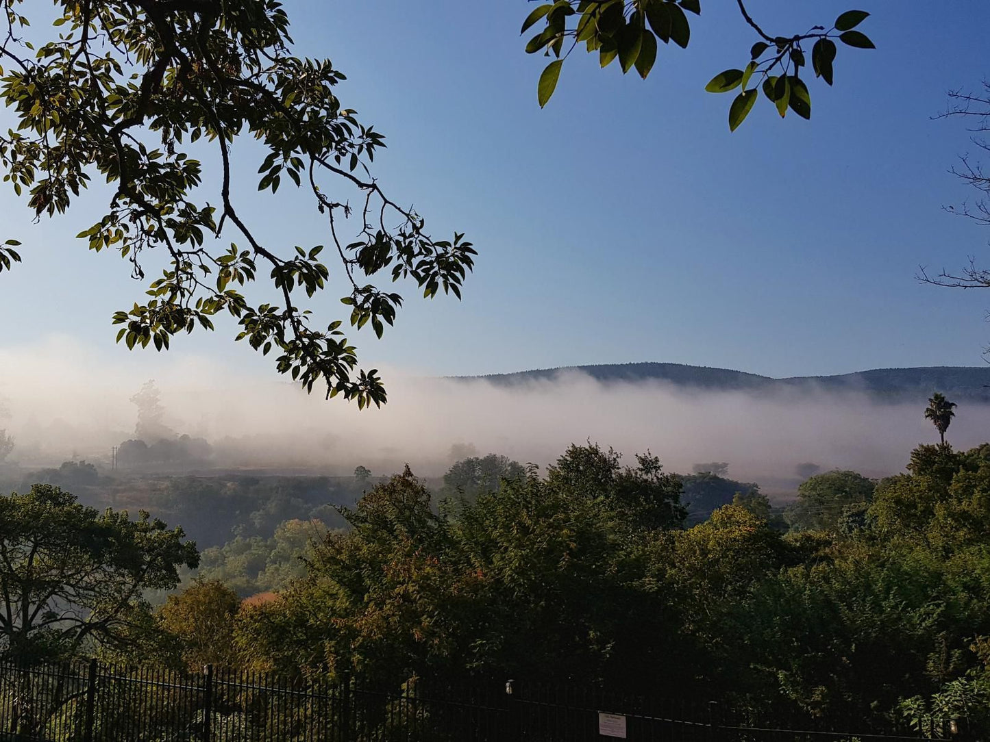 Sabie Self Catering Apartments, Fog, Nature, Tree, Plant, Wood