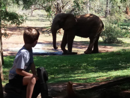 Sable Creek Safari Lodge, Elephant, Mammal, Animal, Herbivore, Person