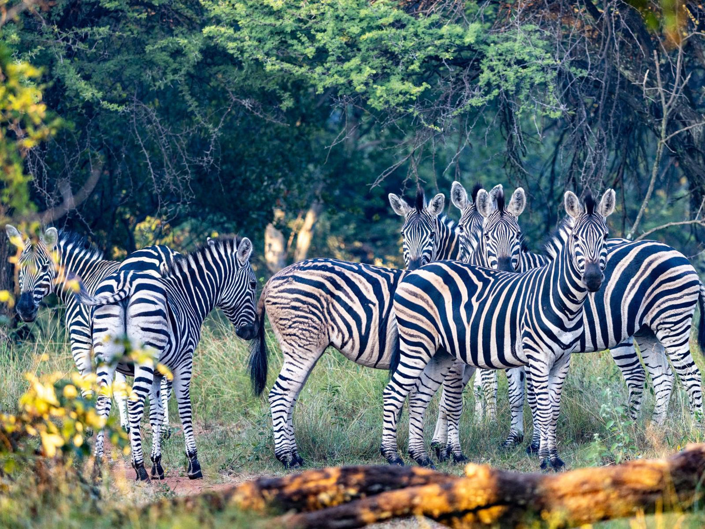 Sable Ranch Bush Lodge, Zebra, Mammal, Animal, Herbivore