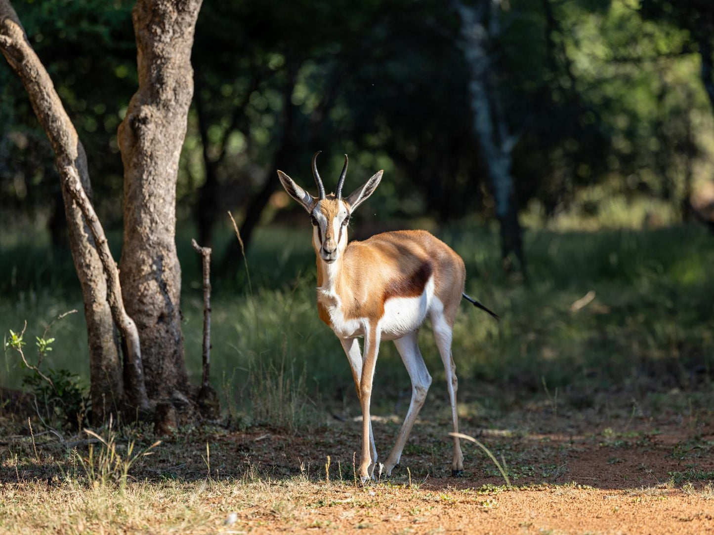 Sable Ranch Bush Lodge, Animal