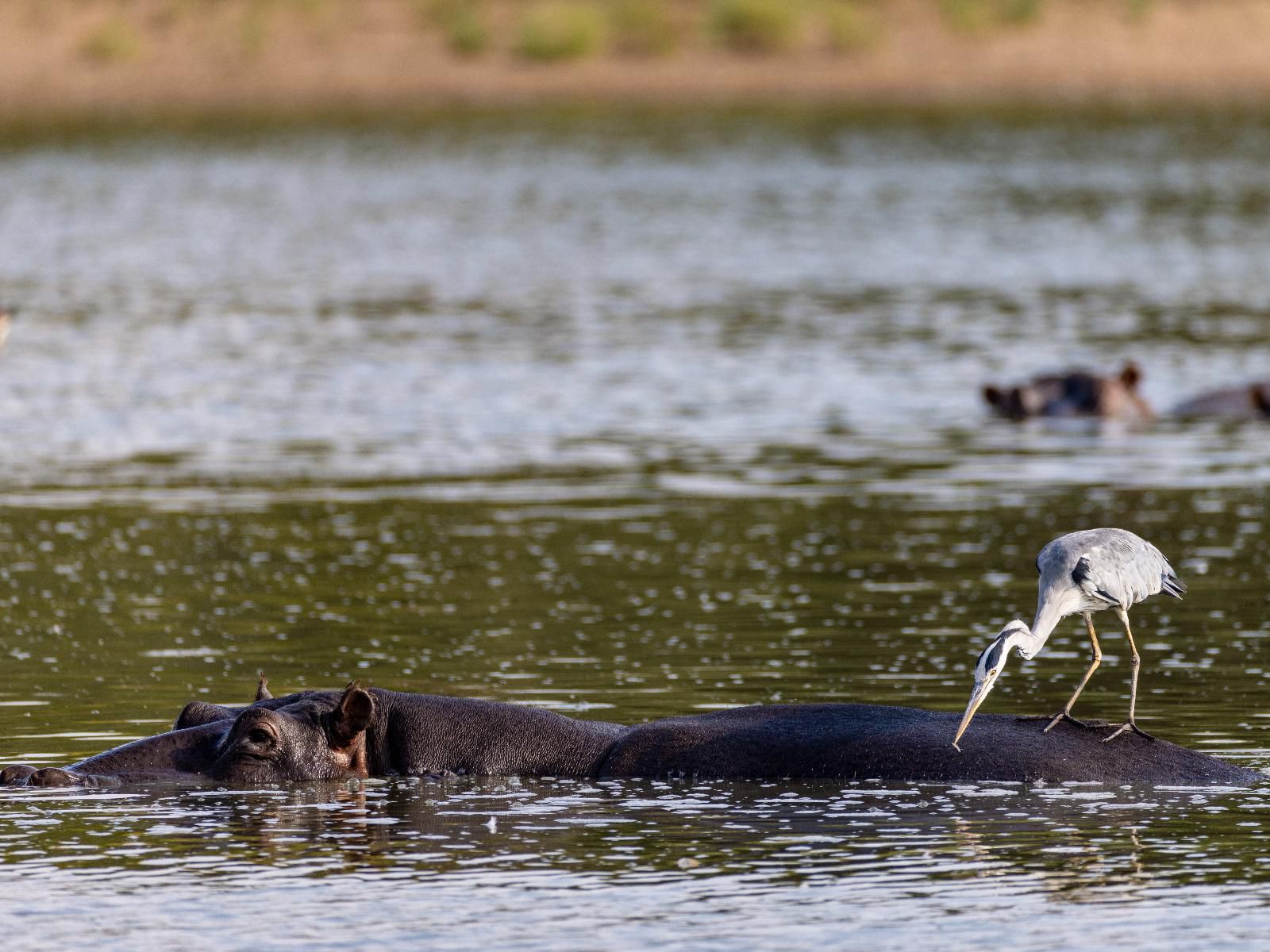 Sable Ranch Bush Lodge, Hippo, Mammal, Animal, Herbivore, Lake, Nature, Waters