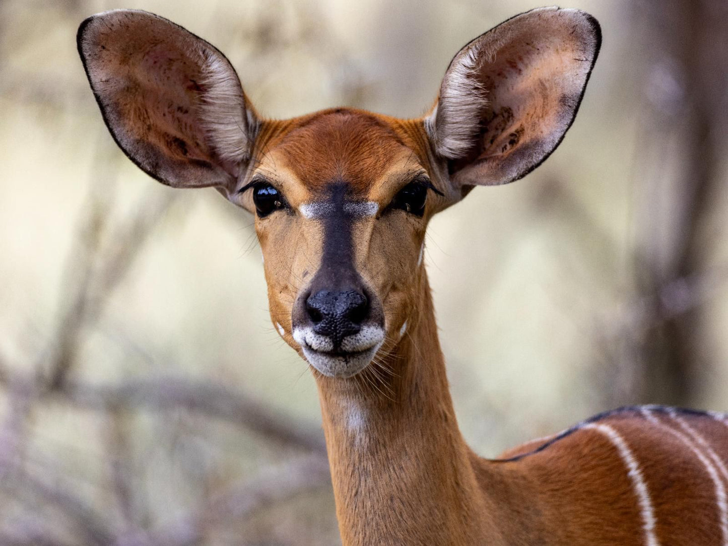 Sable Ranch Bush Lodge, Animal