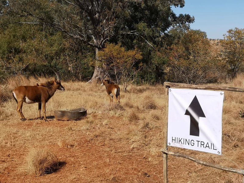 Sable Ranch Hiking And Accommodation Hekpoort Krugersdorp North West Province South Africa Deer, Mammal, Animal, Herbivore, Sign