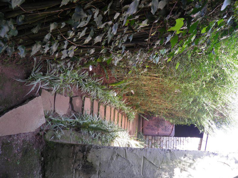 Sacred Space Retreat Studio Room Kaapsehoop Mpumalanga South Africa Tree, Plant, Nature, Wood