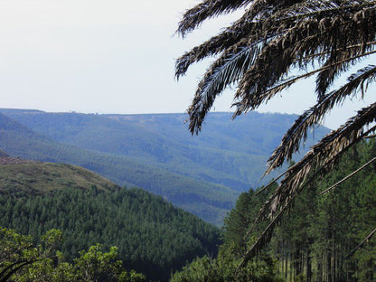 Sacred Space Retreat Studio Room Kaapsehoop Mpumalanga South Africa Forest, Nature, Plant, Tree, Wood