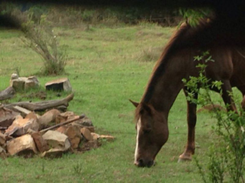 Sacred Space Retreat Studio Room Kaapsehoop Mpumalanga South Africa Horse, Mammal, Animal, Herbivore