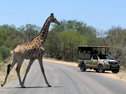 Safari Bed & Breakfast, Giraffe, Mammal, Animal, Herbivore