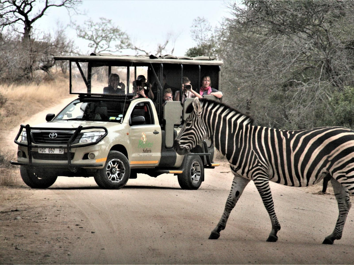 Safari Bed & Breakfast, Blue Room, Face, Person, One Face, Zebra, Mammal, Animal, Herbivore, Vehicle, Frontal Face