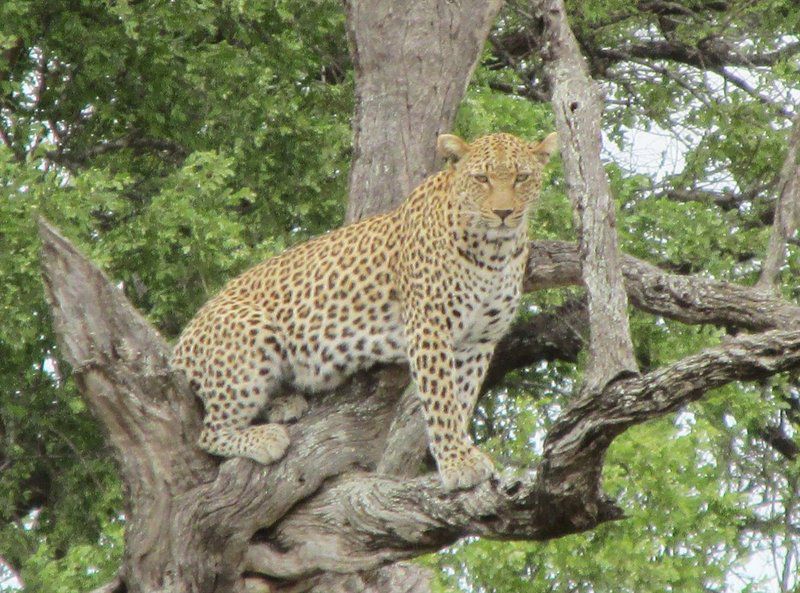 Hazyview Houses Hazyview Mpumalanga South Africa Leopard, Mammal, Animal, Big Cat, Predator