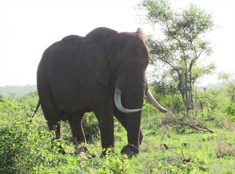 Hazyview Houses Hazyview Mpumalanga South Africa Elephant, Mammal, Animal, Herbivore