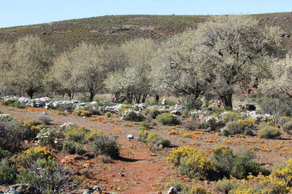 Saffraan Sutherland Northern Cape South Africa Cactus, Plant, Nature