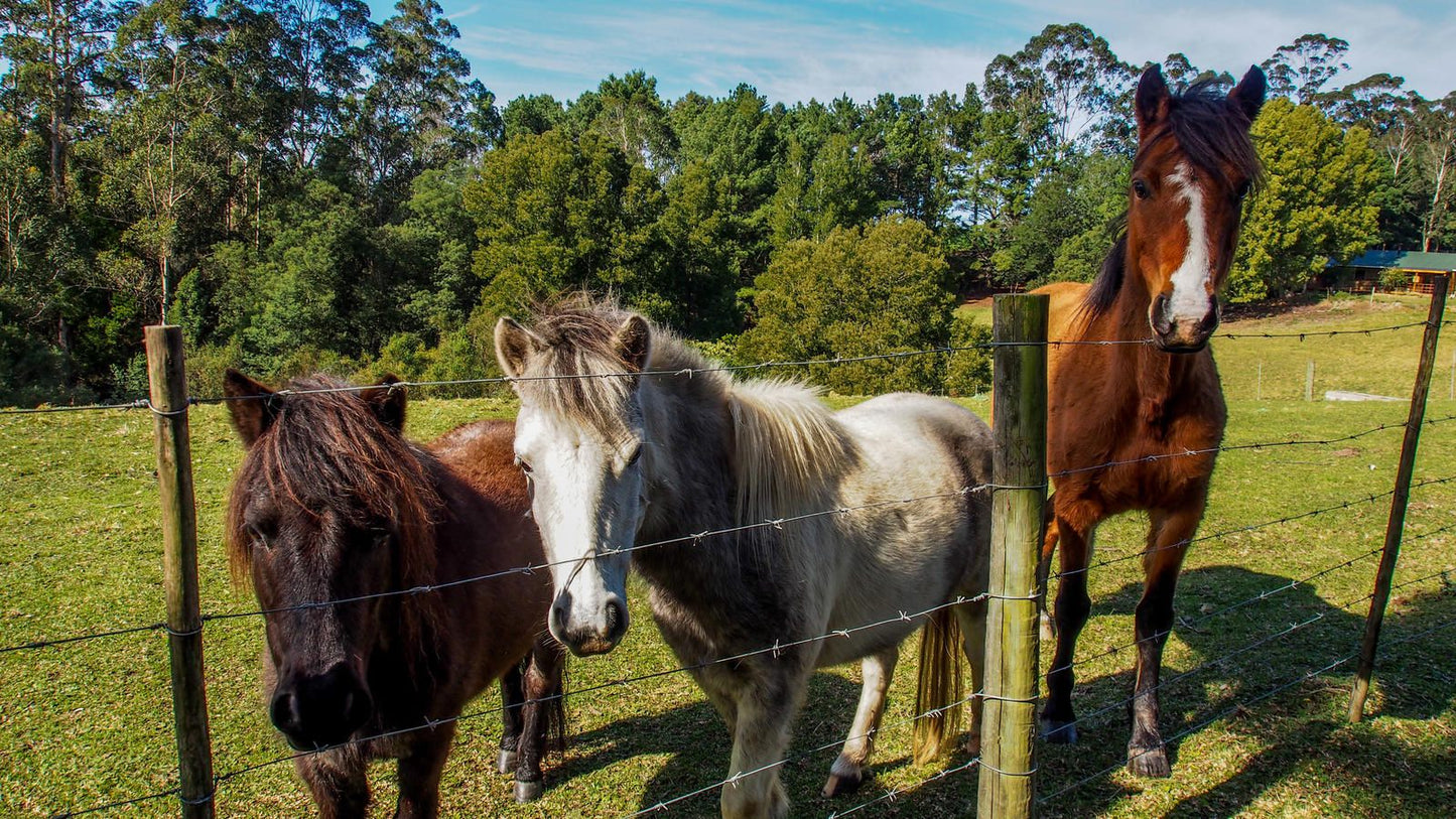 Sage Valley Farm Cottages Harkerville Plettenberg Bay Western Cape South Africa Horse, Mammal, Animal, Herbivore