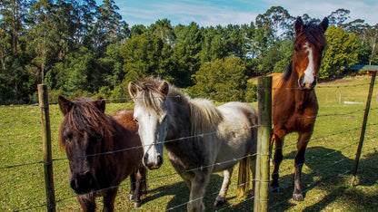 Sage Valley Farm Cottages Harkerville Plettenberg Bay Western Cape South Africa Horse, Mammal, Animal, Herbivore