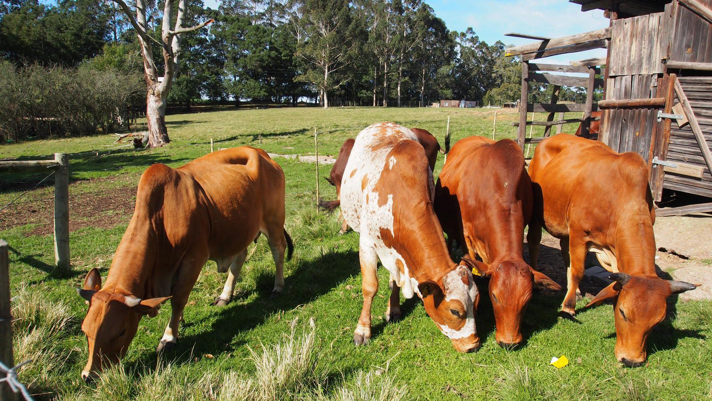 Sage Valley Farm Cottages Harkerville Plettenberg Bay Western Cape South Africa Cow, Mammal, Animal, Agriculture, Farm Animal, Herbivore
