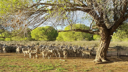 Sakrivierspoort Guest Farm Loxton Northern Cape South Africa Animal