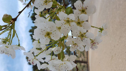 Sakrivierspoort Guest Farm Loxton Northern Cape South Africa Complementary Colors, Blossom, Plant, Nature, Flower