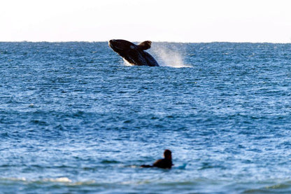 Salt Rock Lodge Wavescrest Jeffreys Bay Jeffreys Bay Eastern Cape South Africa Beach, Nature, Sand, Whale, Marine Animal, Animal, Ocean, Waters, Surfing, Funsport, Sport, Water Sport