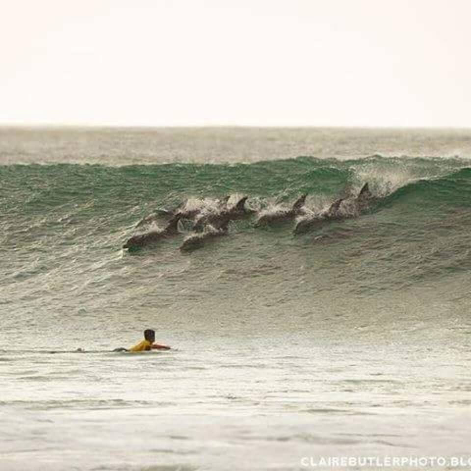 Salt Rock Lodge Wavescrest Jeffreys Bay Jeffreys Bay Eastern Cape South Africa Sepia Tones, Beach, Nature, Sand, Whale, Marine Animal, Animal, Ocean, Waters, Surfing, Funsport, Sport, Water Sport