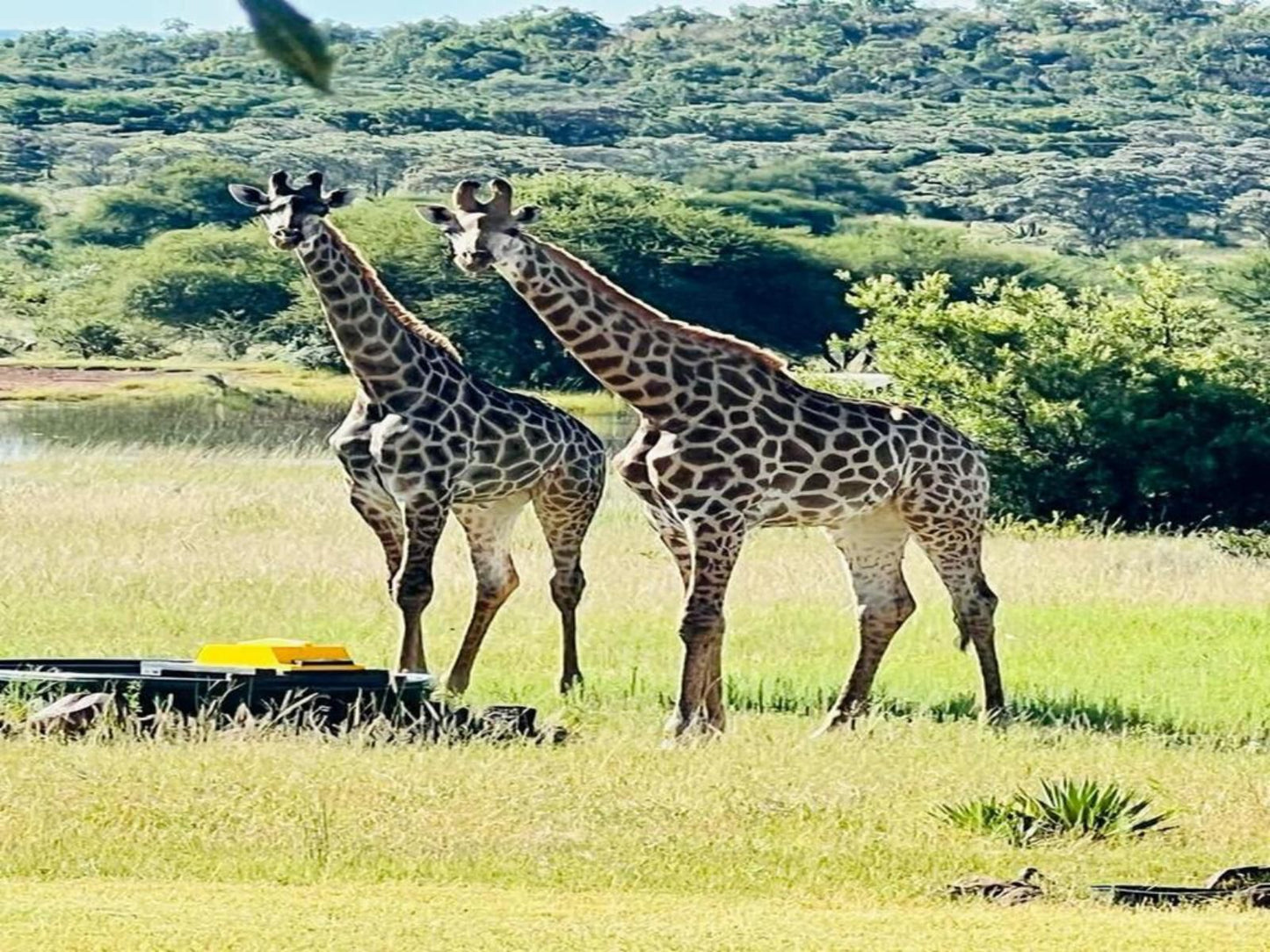 Sambane Game Lodge, Giraffe, Mammal, Animal, Herbivore