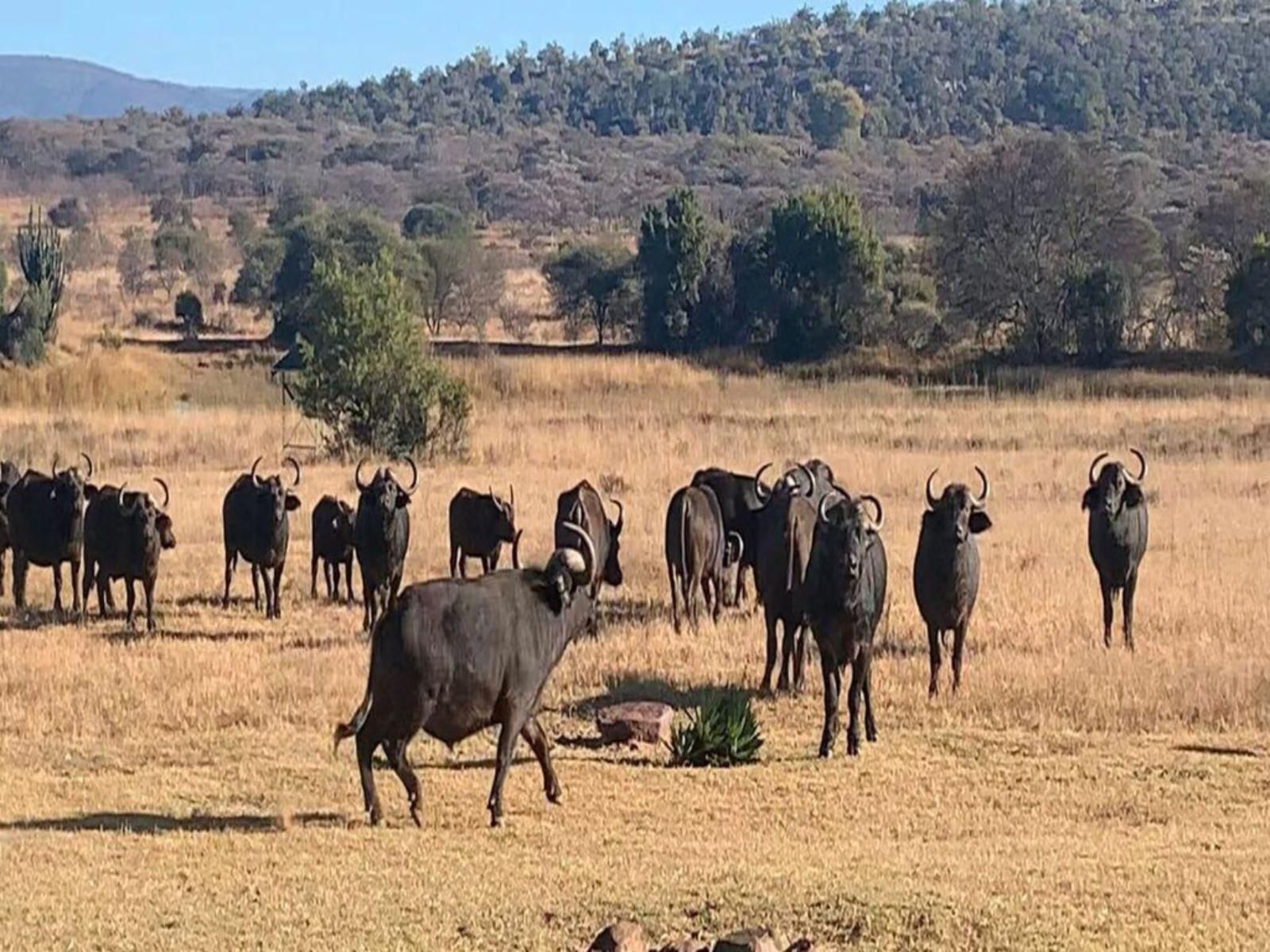 Sambane Game Lodge, Gnu, Mammal, Animal, Herbivore