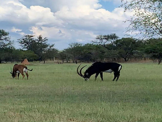 Sambane Game Lodge, Animal, Lowland, Nature