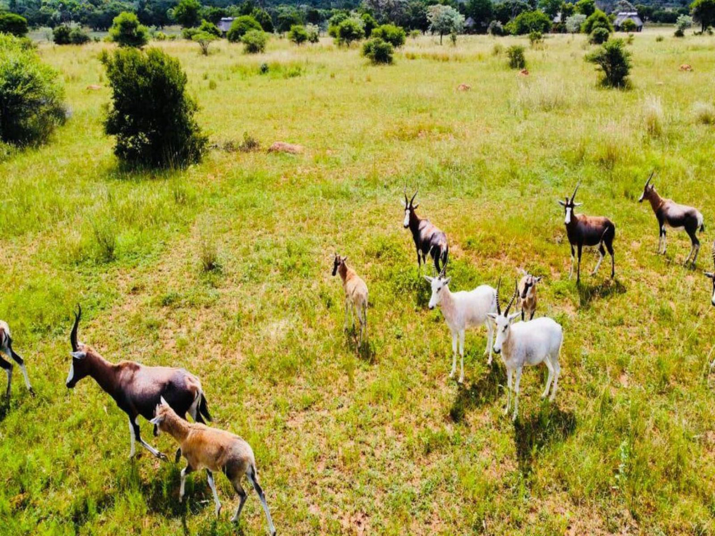 Sambane Game Lodge, Colorful, Animal