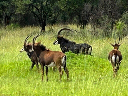 Sambane Game Lodge, Gnu, Mammal, Animal, Herbivore