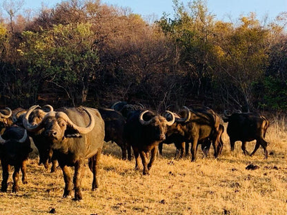 Sambane Game Lodge, Water Buffalo, Mammal, Animal, Herbivore