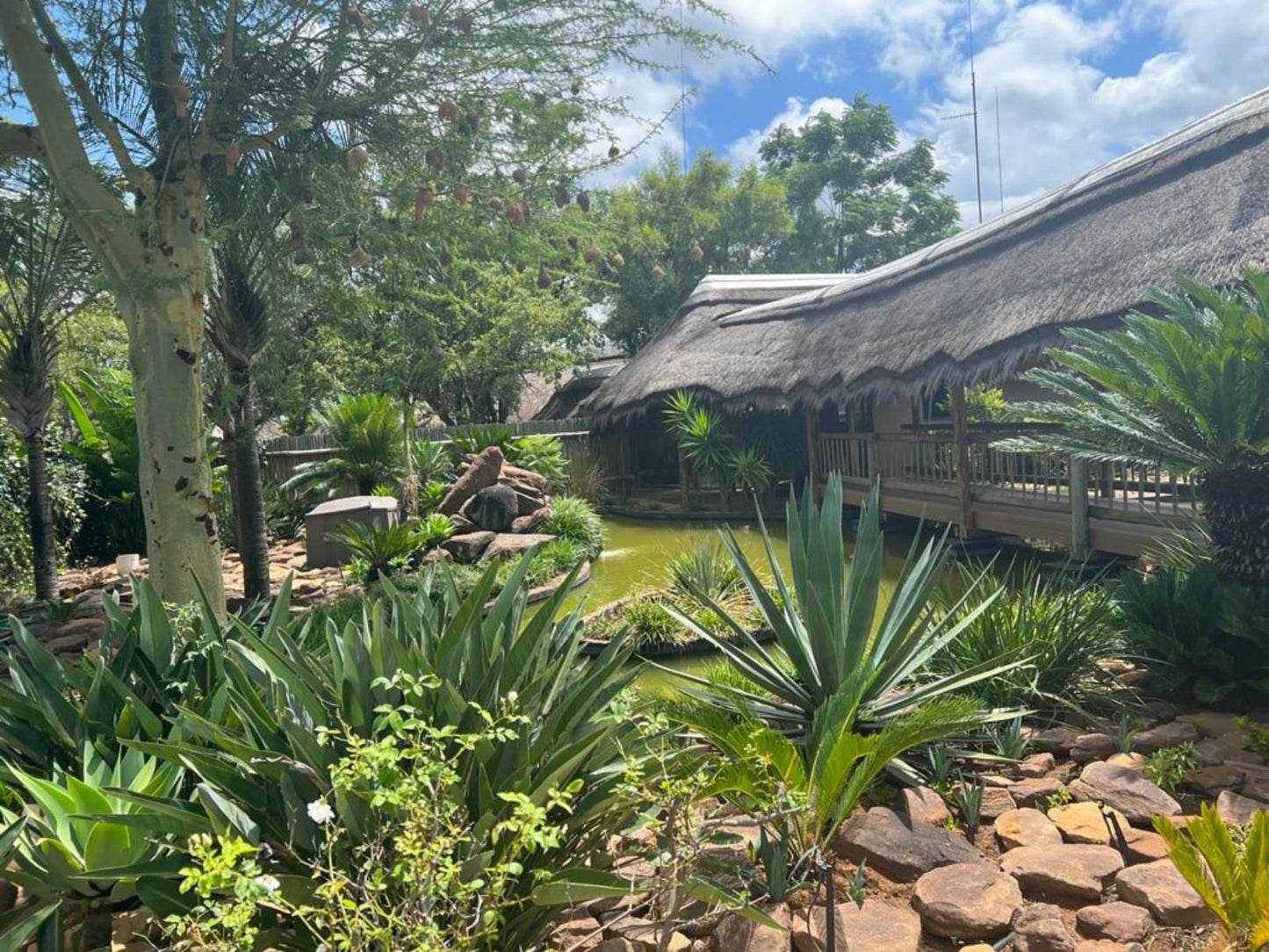 Sambane Game Lodge, Palm Tree, Plant, Nature, Wood