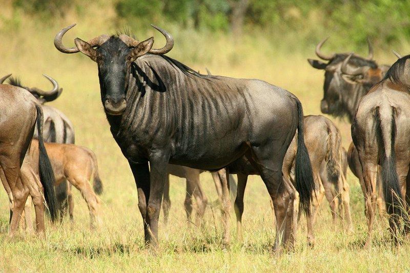 Samia Cabin Melkrivier Limpopo Province South Africa Sepia Tones, Gnu, Mammal, Animal, Herbivore