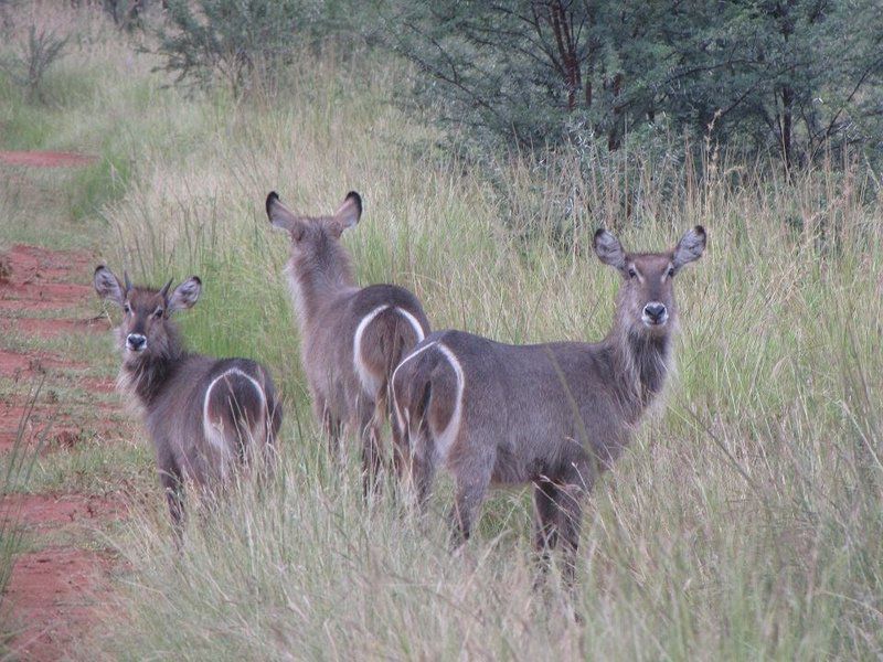 Samia Cabin Melkrivier Limpopo Province South Africa Unsaturated, Deer, Mammal, Animal, Herbivore