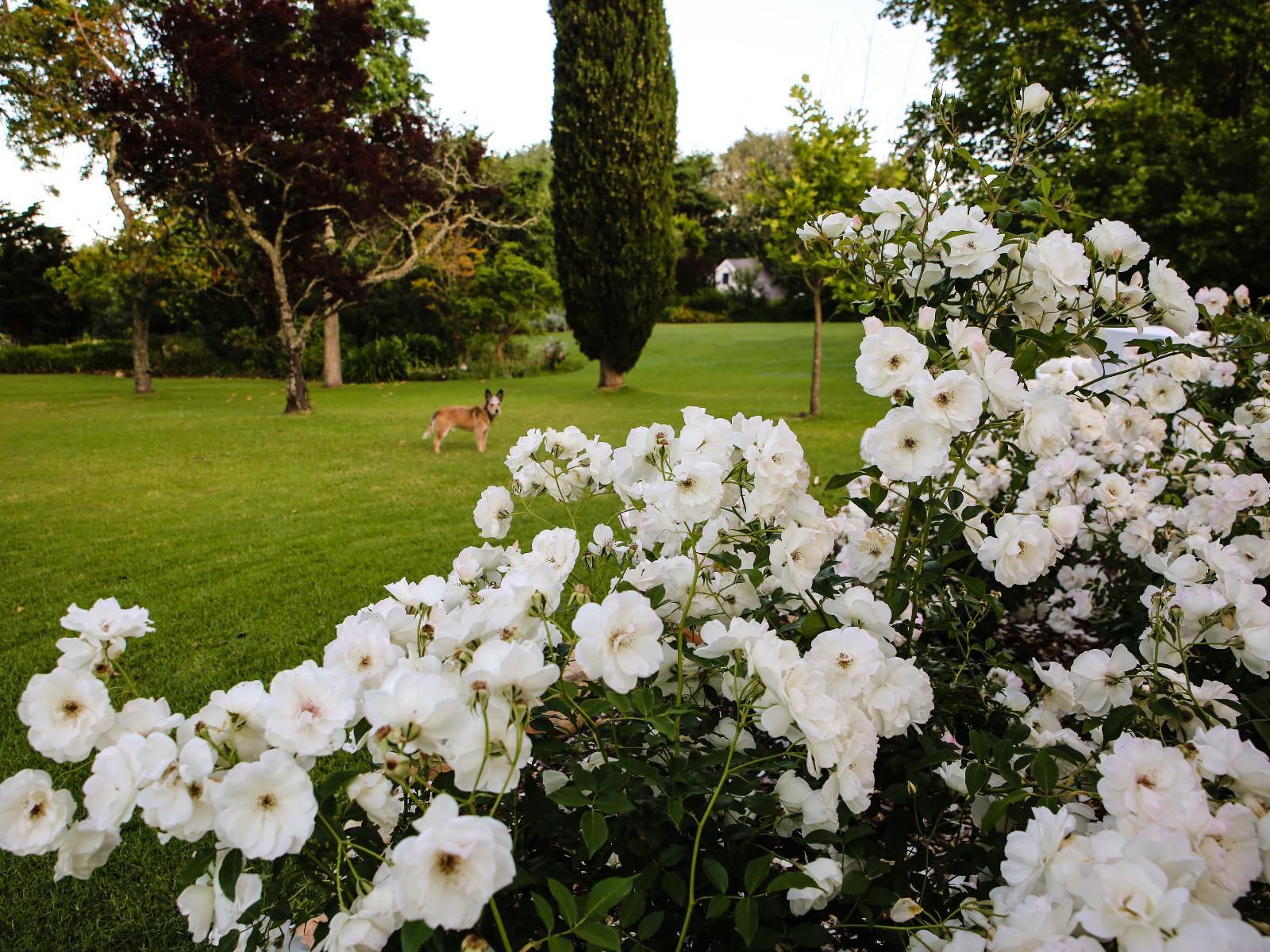 San Gabriel Historic Guest Farm Helderberg Estate Somerset West Western Cape South Africa Blossom, Plant, Nature, Flower, Garden