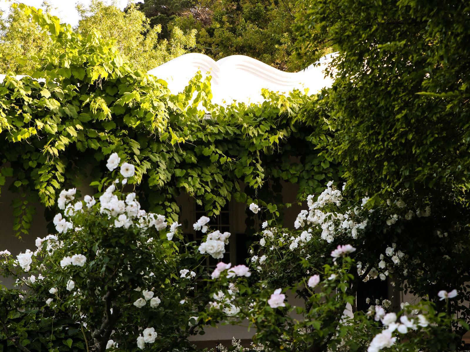 San Gabriel Homestead, Bride, Person, Female, Blossom, Plant, Nature, Rose, Flower, Garden