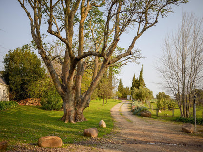 San Gabriel Homestead, Plant, Nature