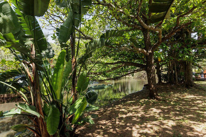 San Lameer 3502 San Lameer Southbroom Kwazulu Natal South Africa Forest, Nature, Plant, Tree, Wood, River, Waters, Garden