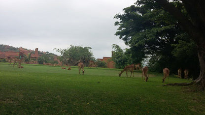 San Lameer San Lameer Southbroom Kwazulu Natal South Africa Deer, Mammal, Animal, Herbivore