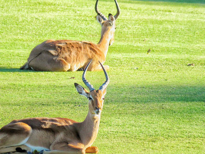 San Lameer Villa 2407 San Lameer Southbroom Kwazulu Natal South Africa Deer, Mammal, Animal, Herbivore