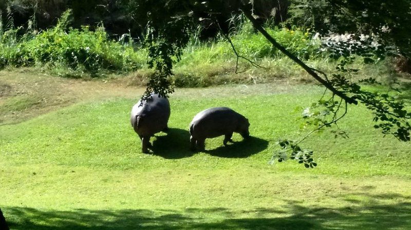 Sanbonani Resort And Hotel Hazyview Mpumalanga South Africa Animal