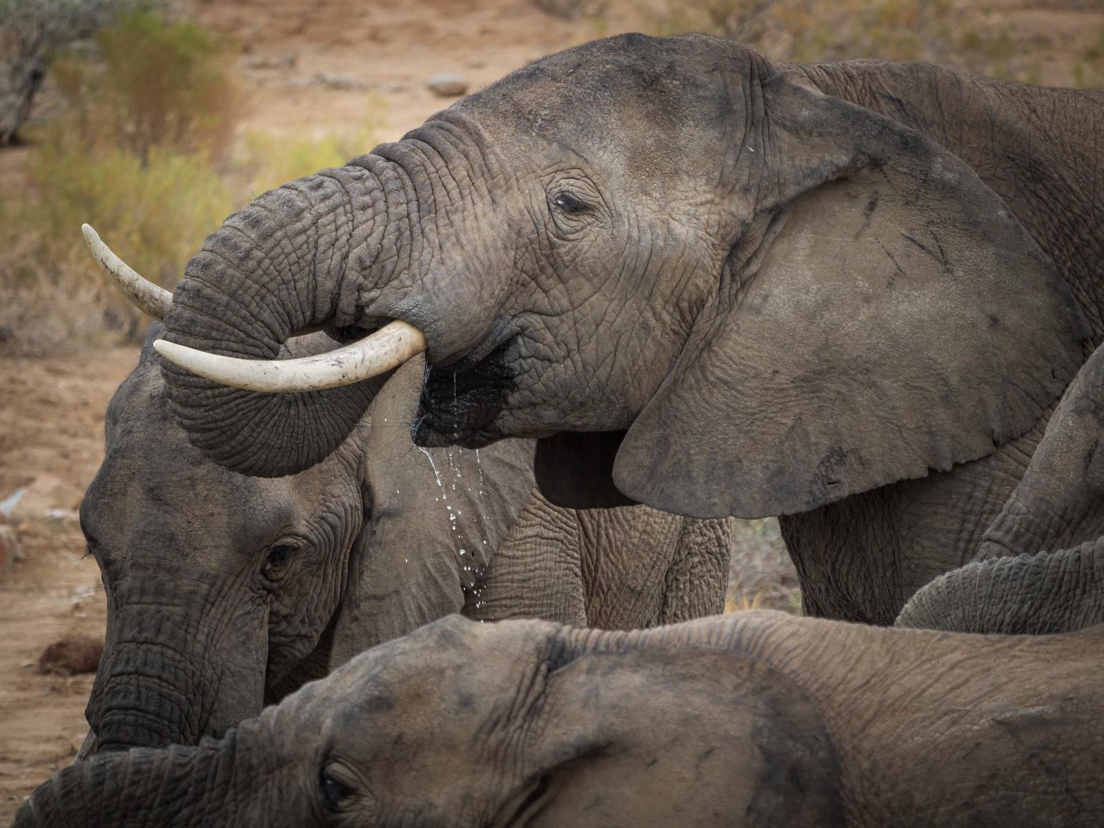 Sanbona Wildlife Reserve Sanbona Wildlife Reserve Western Cape South Africa Sepia Tones, Elephant, Mammal, Animal, Herbivore