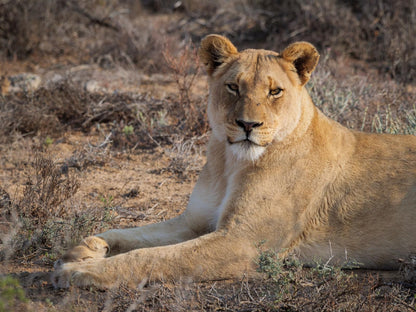 Sanbona Wildlife Reserve Sanbona Wildlife Reserve Western Cape South Africa Lion, Mammal, Animal, Big Cat, Predator