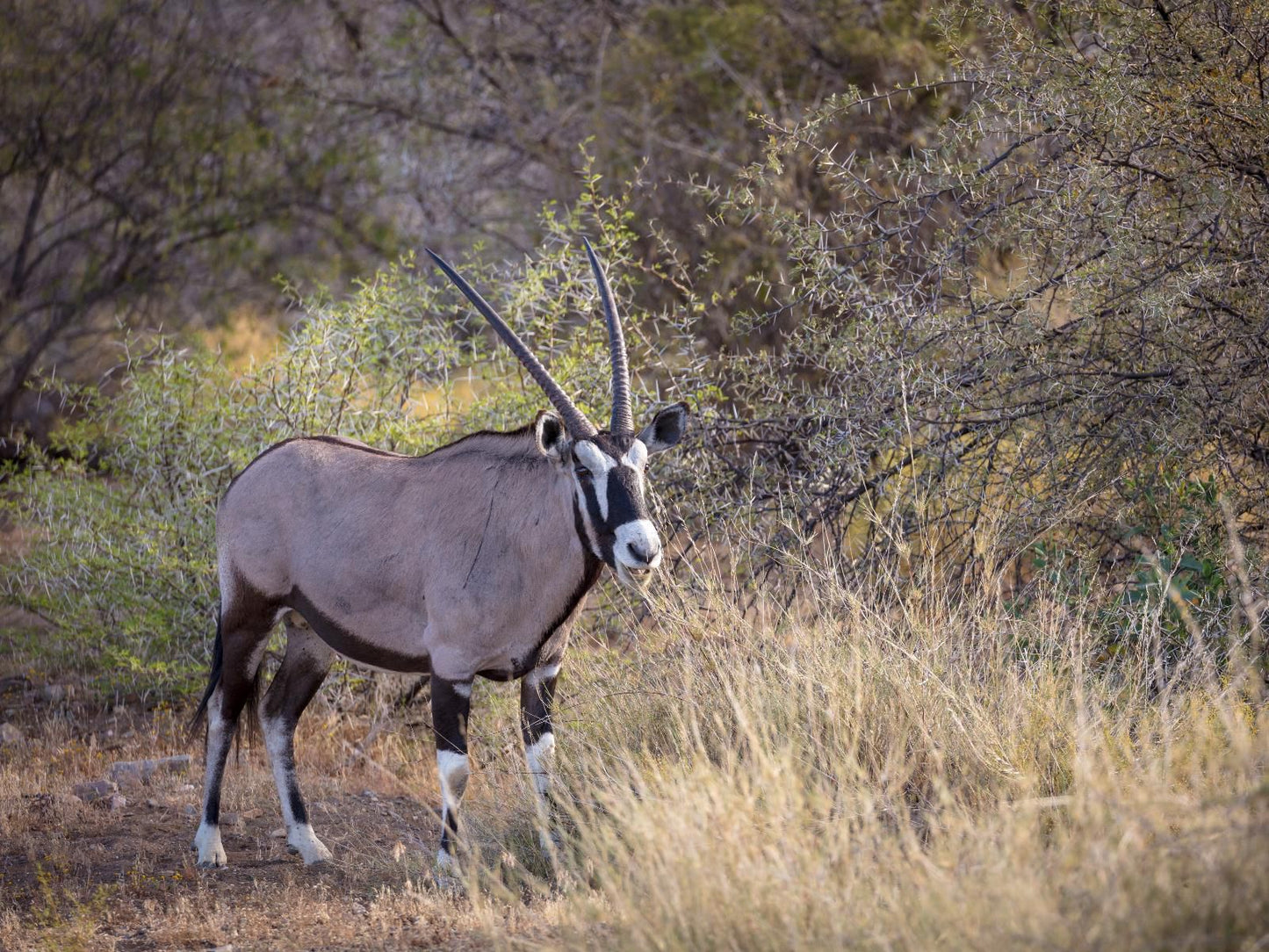 Sanbona Wildlife Reserve Sanbona Wildlife Reserve Western Cape South Africa Gnu, Mammal, Animal, Herbivore