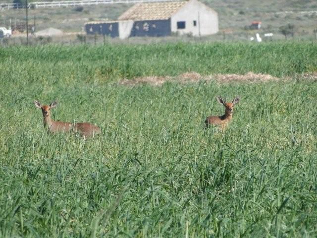 Sandals Self Catering Accommodation Paternoster Western Cape South Africa Deer, Mammal, Animal, Herbivore, Field, Nature, Agriculture