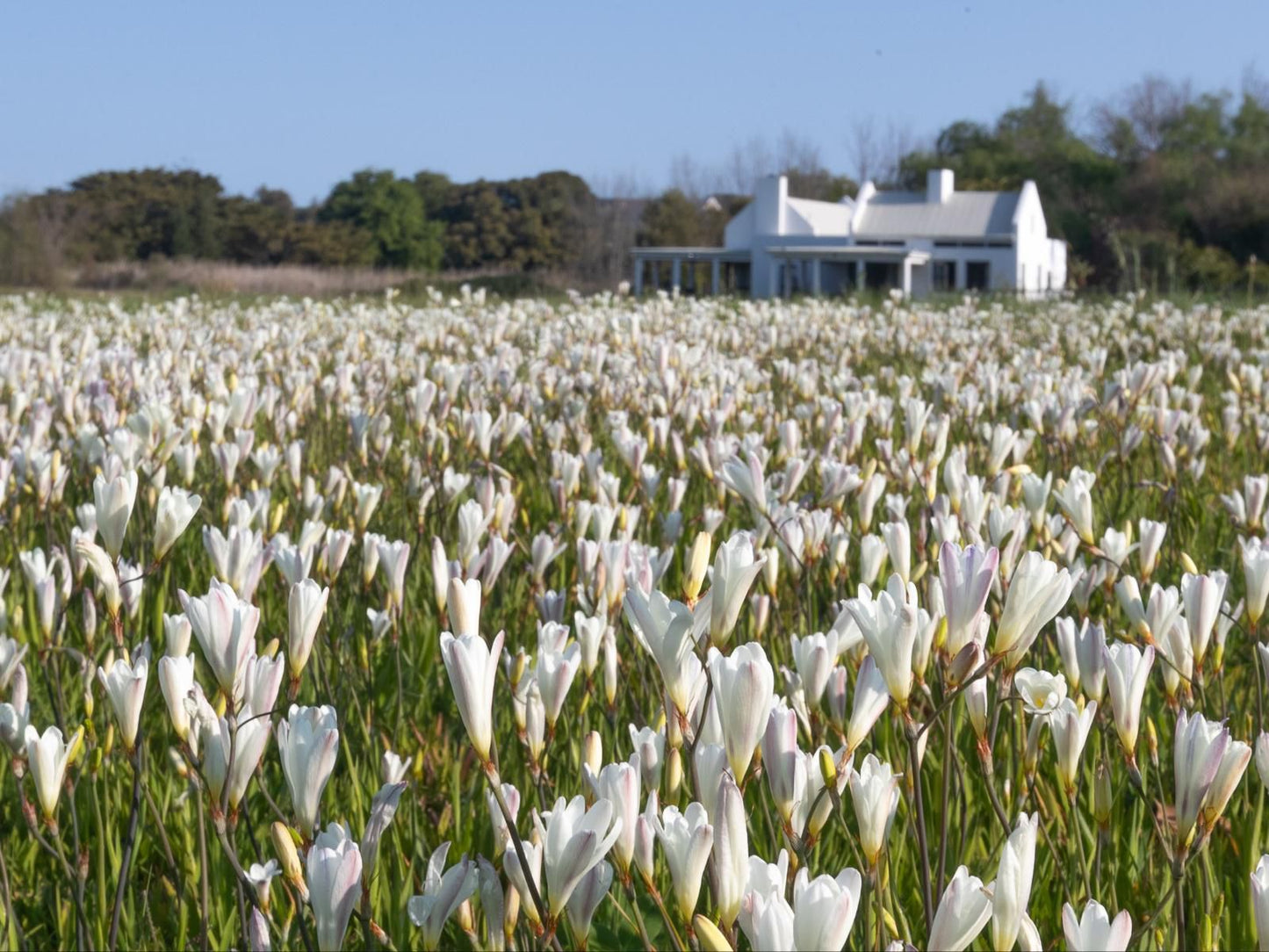 Sanddrif Guest Farm Stellenbosch Farms Stellenbosch Western Cape South Africa Complementary Colors, Field, Nature, Agriculture, Plant, Tulip, Flower